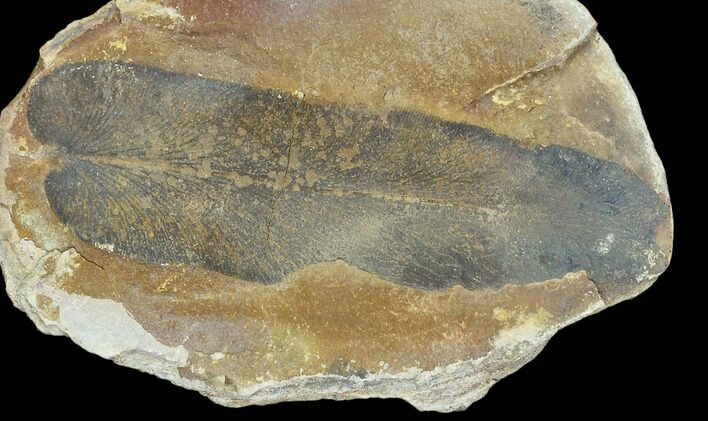 Macroneuropteris Fern Fossil (Pos/Neg) - Mazon Creek #104791